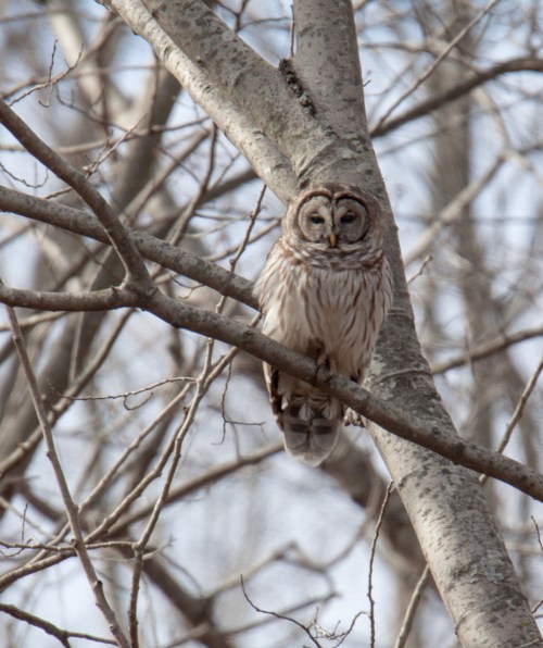 Barred Owl
