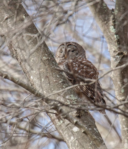 Barred Owl