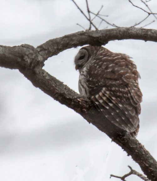 Barred Owl