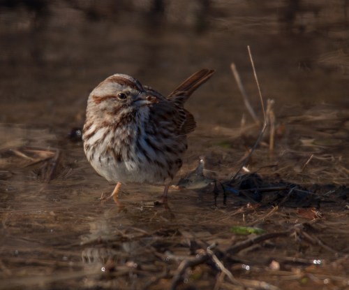 Song Sparrow