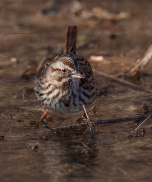 Song Sparrow