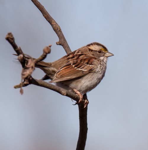 White-throated Sparrow