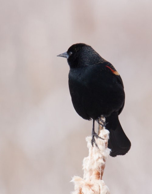 Red-winged Blackbird