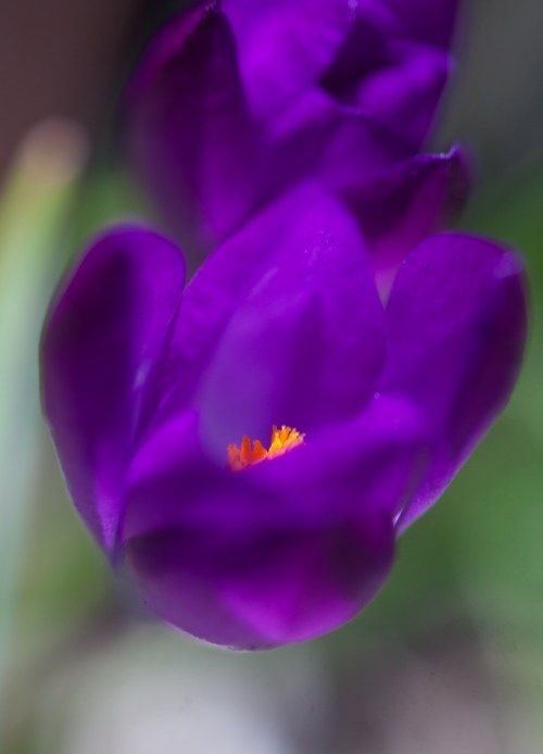 crocus