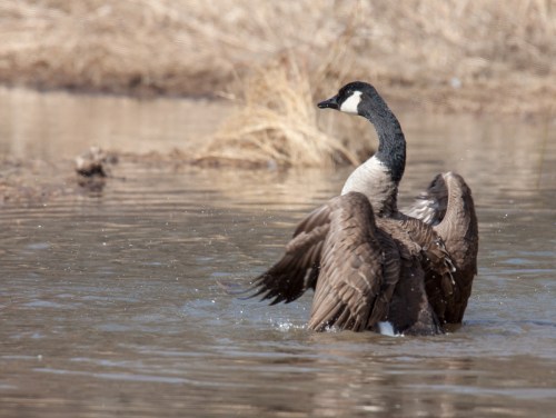 Canada Goose bath