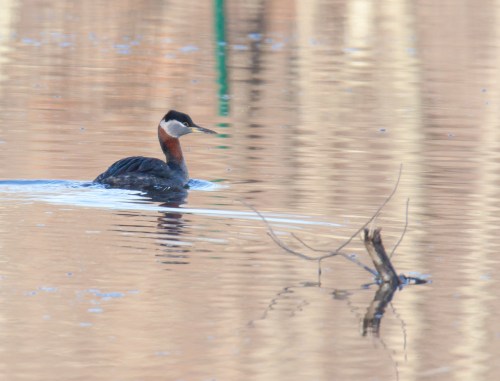 Red-necked Grebe