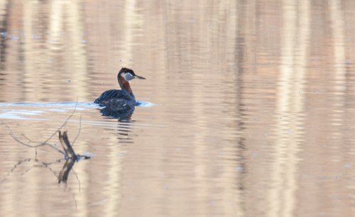 Red-necked Grebe
