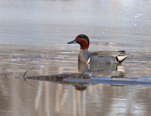 Green-winged Teal
