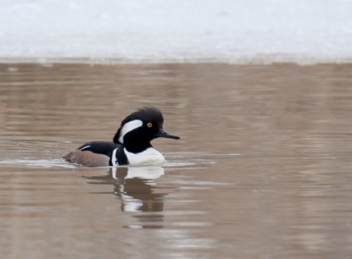 Hooded Merganser