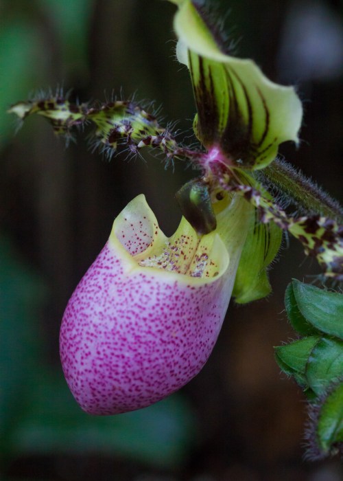 Lady's Slipper orchid