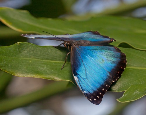 Blue Morpho butterfly