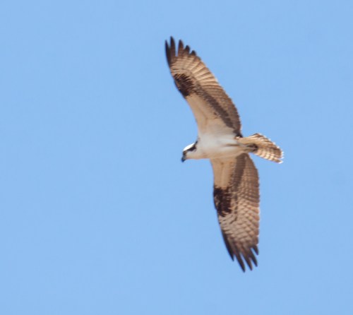 Osprey