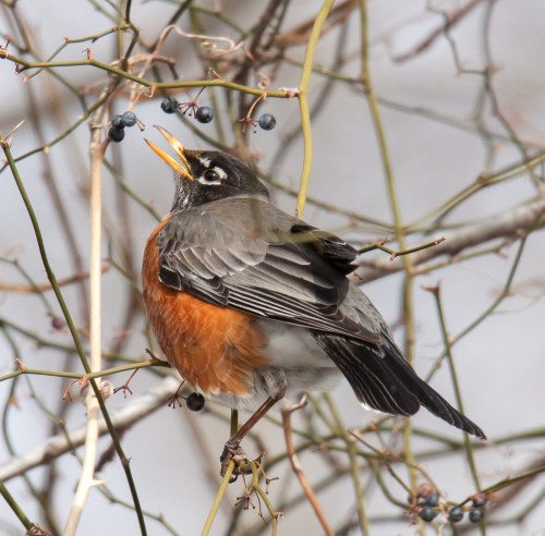 American Robin