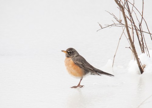 Robin in the snow