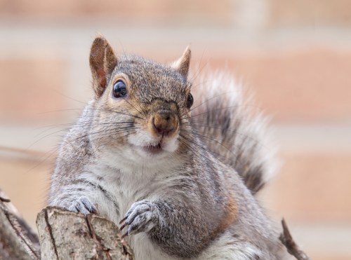 Eastern Gray Squirrel