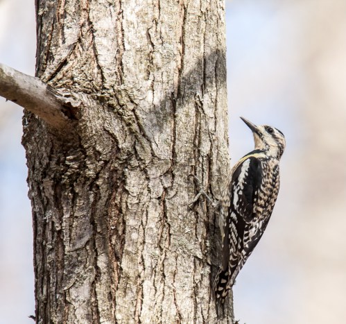 Yellow-bellied Sapsucker