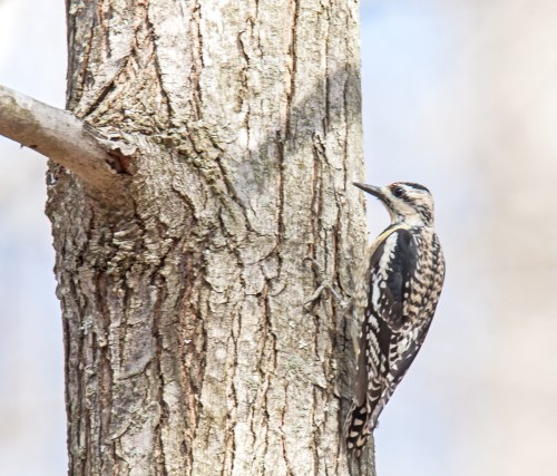 Yellow-bellied Sapsucker