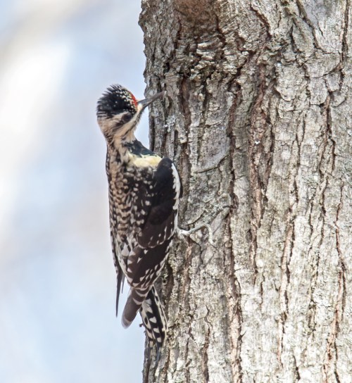 Yellow-bellied Sapsucker