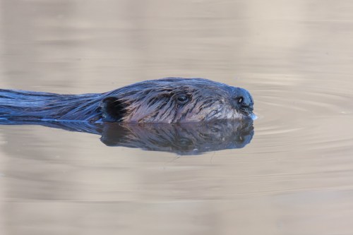 North American Beaver