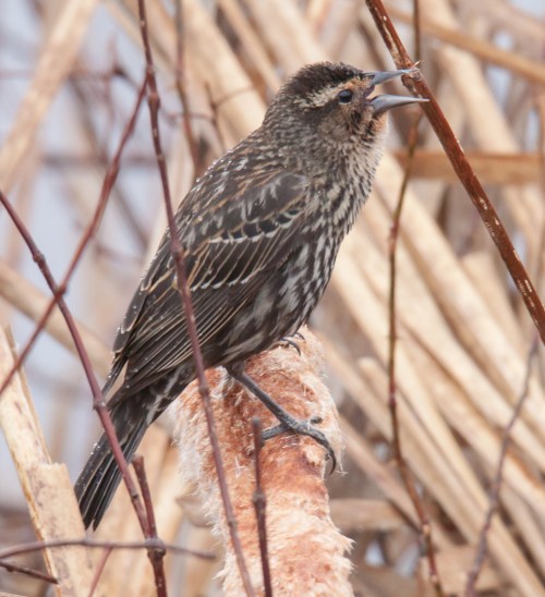 Red-winged Blackbird