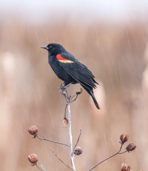 Red-winged Blackbird
