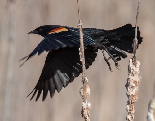 Red-winged Blackbird