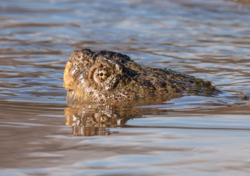 snapping turtle