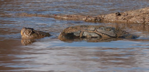 snapping turtle