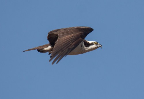 Osprey