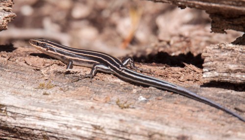 skink