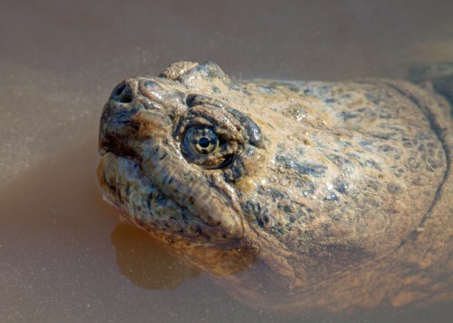 snapping turtle