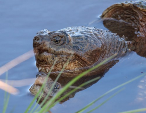 snapping turtle