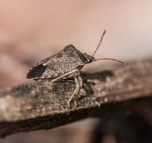 stink bug