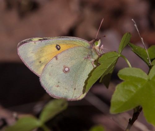 Clouded Sulphur butterfly