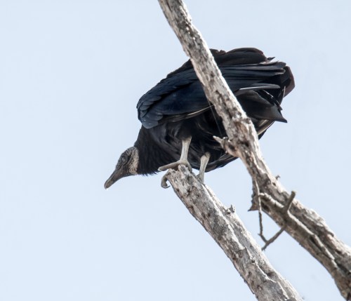 Black Vulture