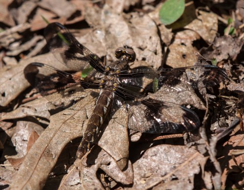 Common Whitetail dragonfly