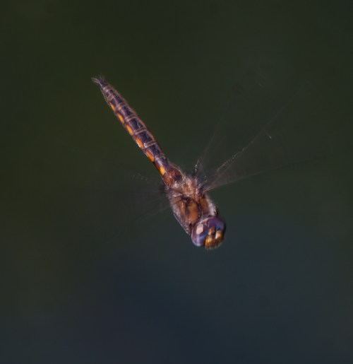 Common Baskettail