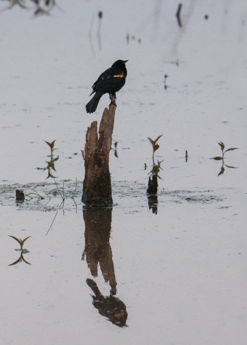 Red-winged Blackbird