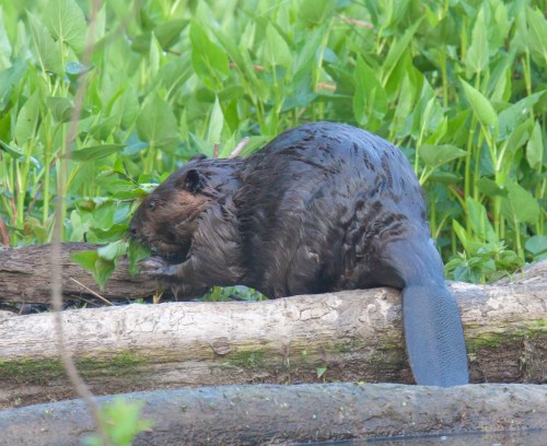 North American Beaver
