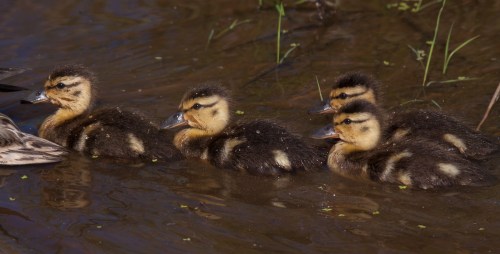 Mallard ducklings