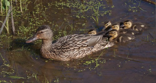 Mallard ducklings