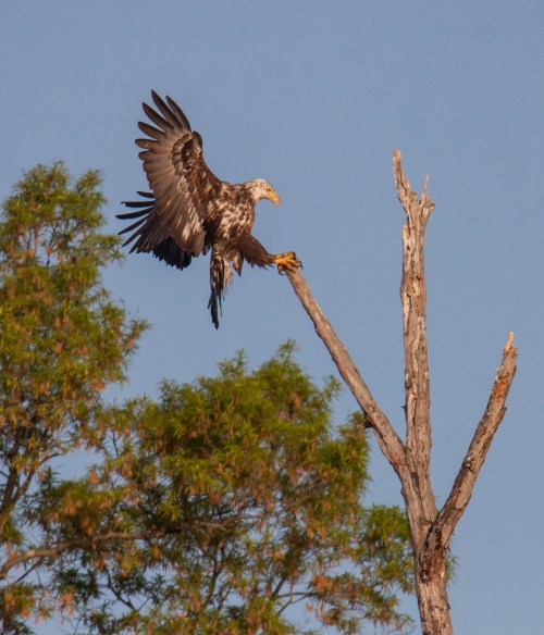 bald eagle