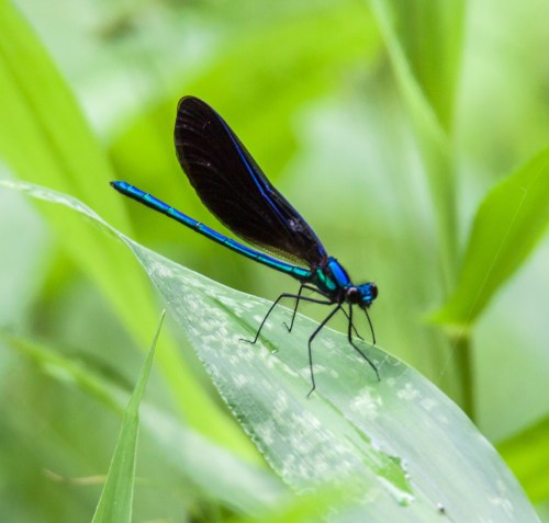 Ebony Jewelwing