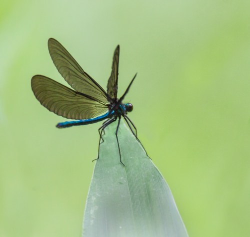 Ebony Jewelwing