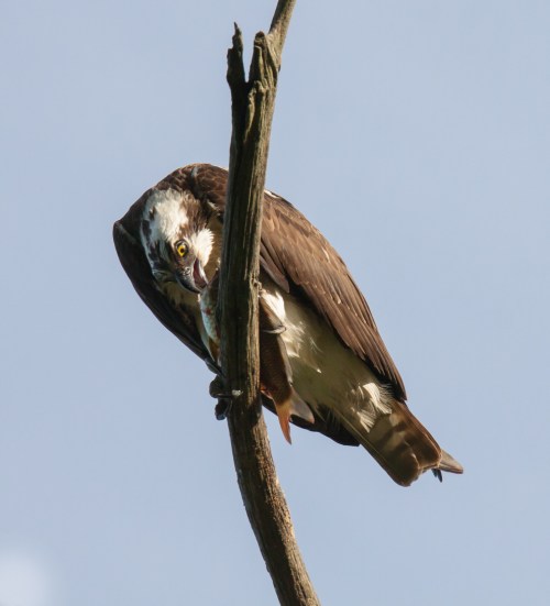 Osprey