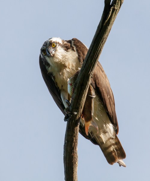Osprey