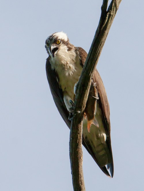 Osprey