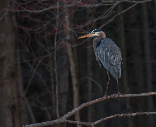 Great Blue Heron