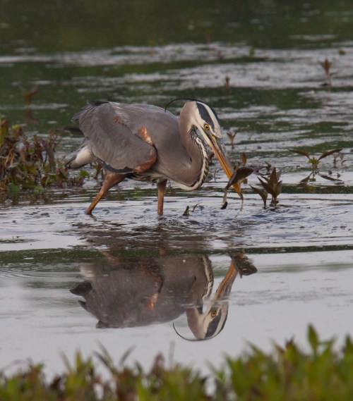Great Blue Heron