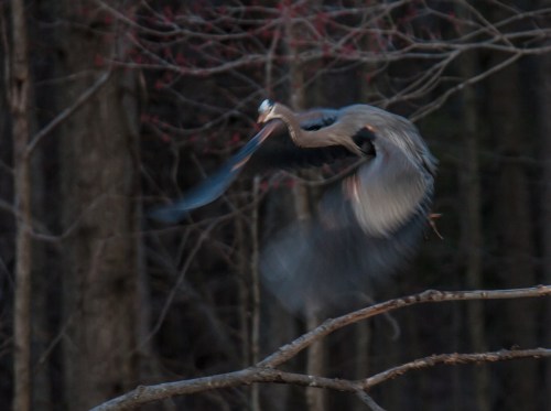 Great Blue Heron